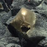 Telur Emas Misterius